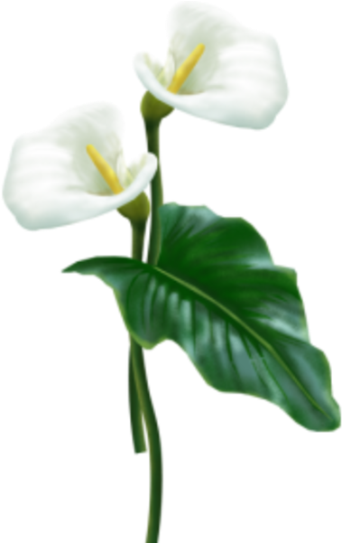 Flower Arum - Calla Lily Flower Png (424x600), Png Download
