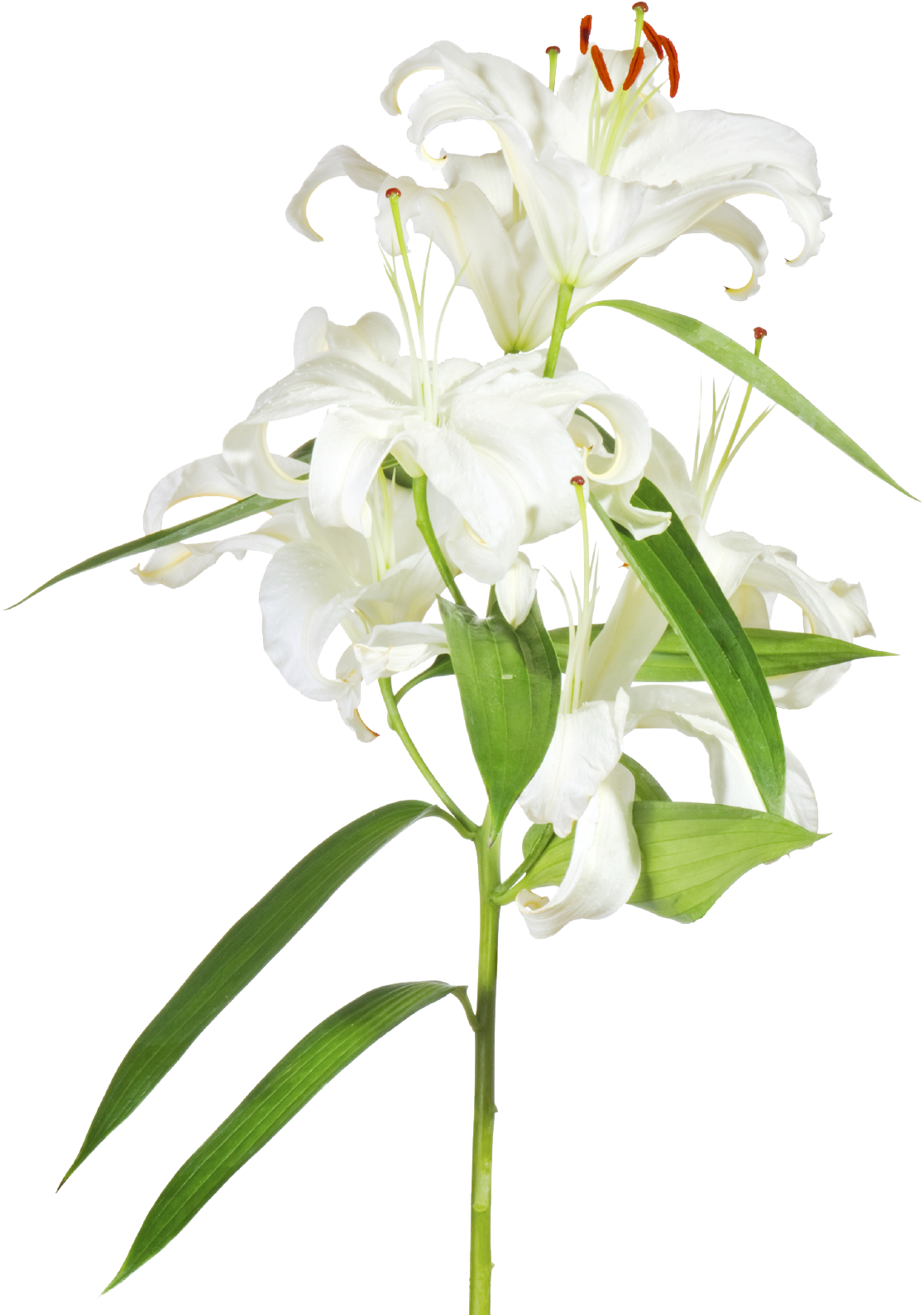 Easter Lilies Png - Easter Cross With Lilies Transparent (1169x1642), Png Download