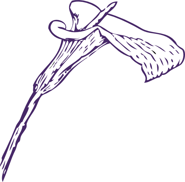 Pink Lily Flower Png Clipart - Calla Lily Clip Art (600x590), Png Download