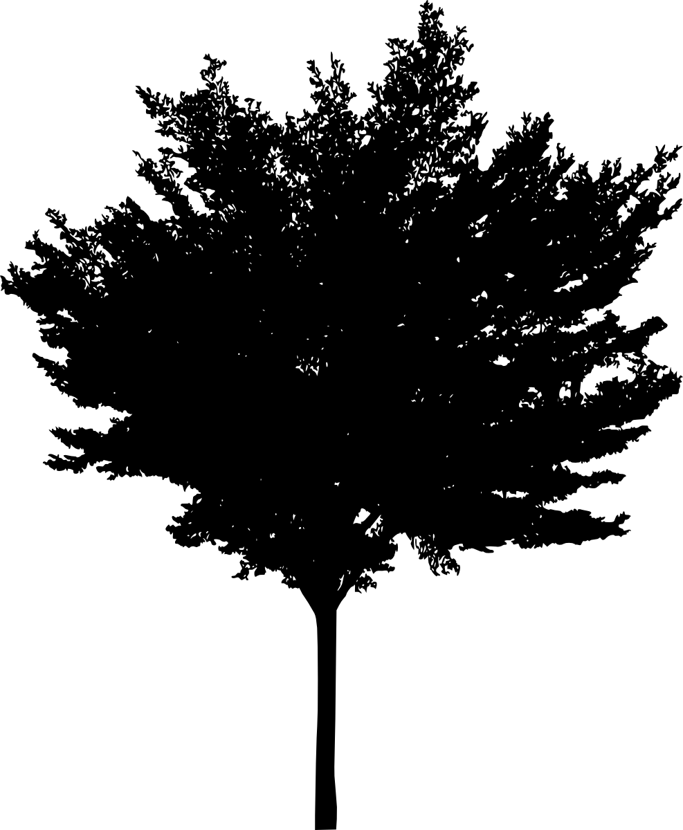 Free Download - White Pine (987x1200), Png Download