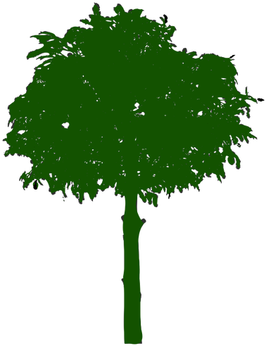 Oak Tree Silhouette Clipart - Icone Arvore (387x500), Png Download