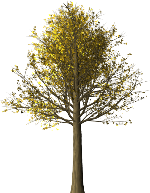 Tree,maple,maple Tree,fall Leaves,fall Colors,nature,leaves - ต้น เม เปิ้ ล Png (500x645), Png Download