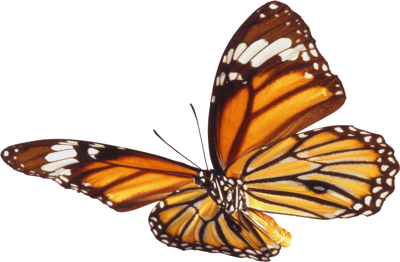Real Butterfly Png - Anggian Putra Terbaru (1294x852), Png Download
