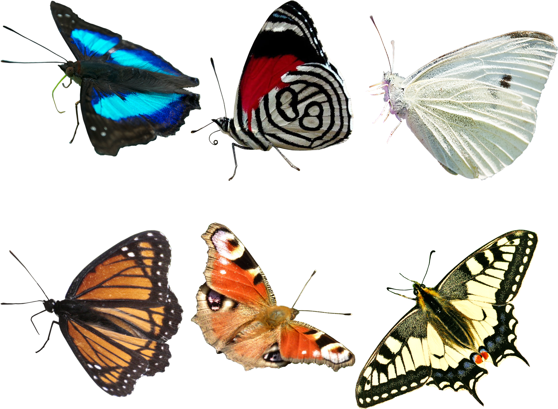 Visit - Real Butterfly Png Transparent (2000x1500), Png Download