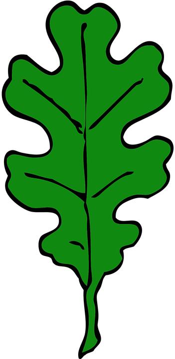 Oak Tree Clip Art Png Download - White Oak Leaf Outline (282x589), Png Download