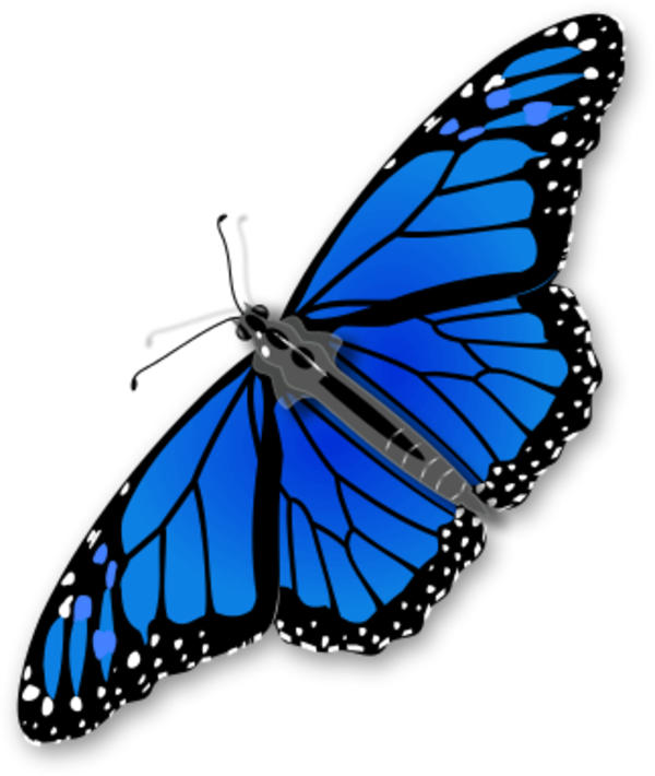 Large Monarch Butterfly 0 6281 - Blue Monarch Butterfly Clipart (600x710), Png Download