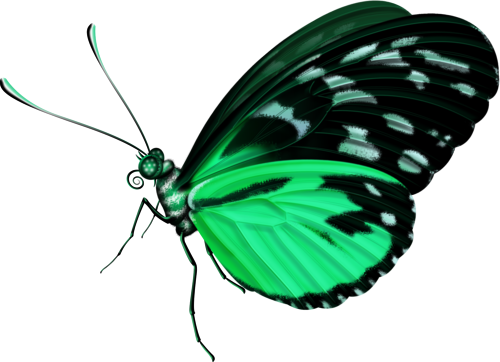 Бабочка Зеленая Пнг (500x362), Png Download