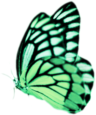 Real Butterflies Png Real Butterfly Png Real Butterfly - Jade: The Friendly Butterfly [book] (348x384), Png Download