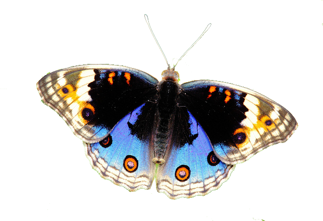 Butterflies - American Painted Lady (640x439), Png Download