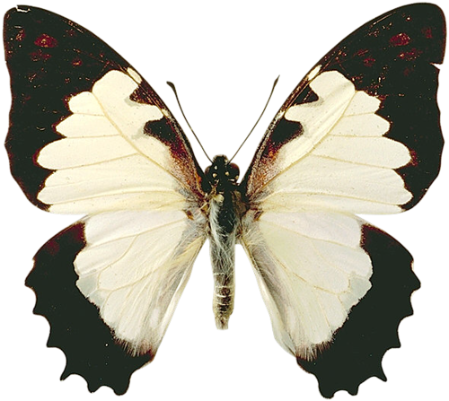 Butterflies°• - ‿✿⁀ - Frasi D Amore Sulle Farfalle (500x447), Png Download