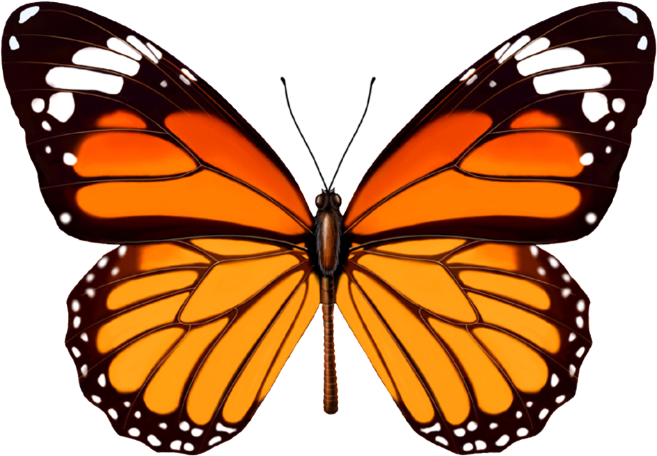 Paper Weight Monarch Butterfly (1024x1024), Png Download