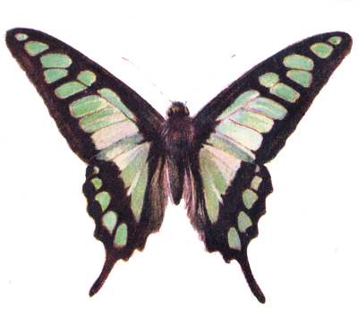 Vintage Butterfly Png (400x345), Png Download