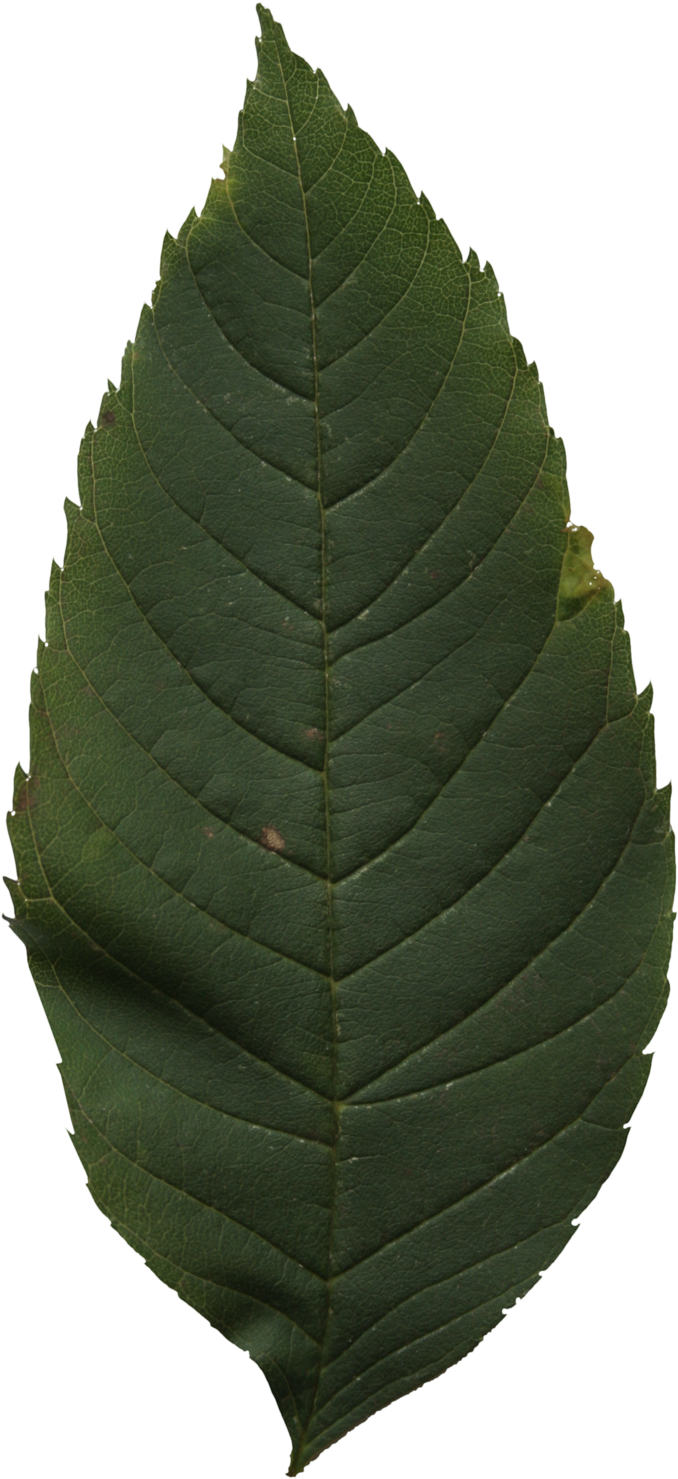 2d Leaves - Ulmus Alata (2304x3043), Png Download