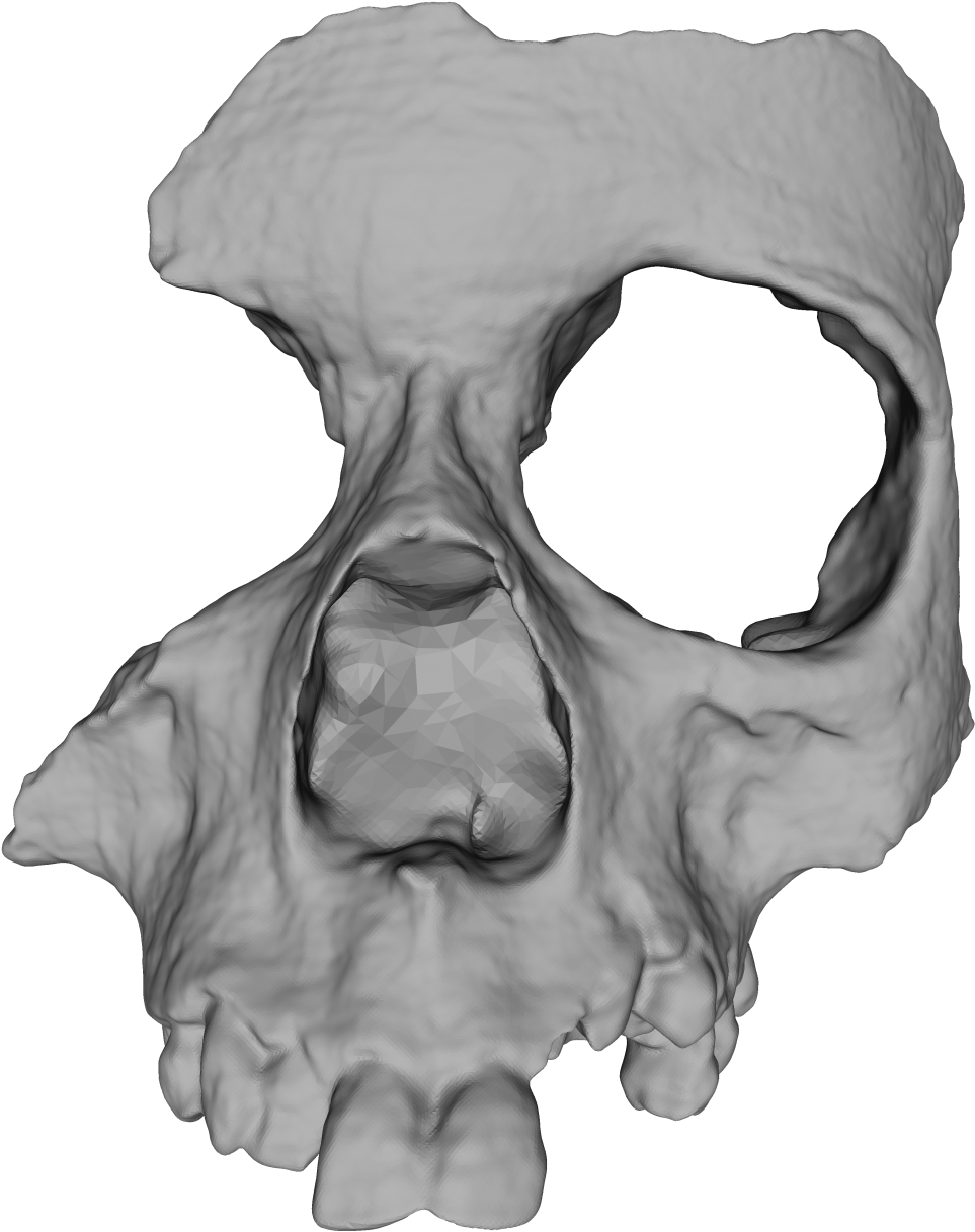Bones download. Кость. 3 Черепа. 3д череп для фотошопа.