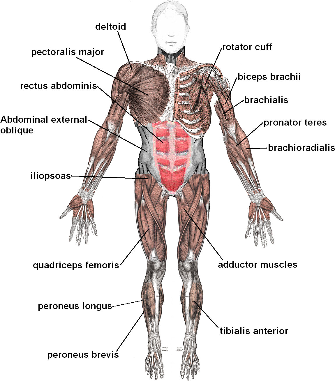 And Bone At A Joint Or Sustains A Muscle, Organ, And - Tendons And Ligaments In The Body (1024x1189), Png Download