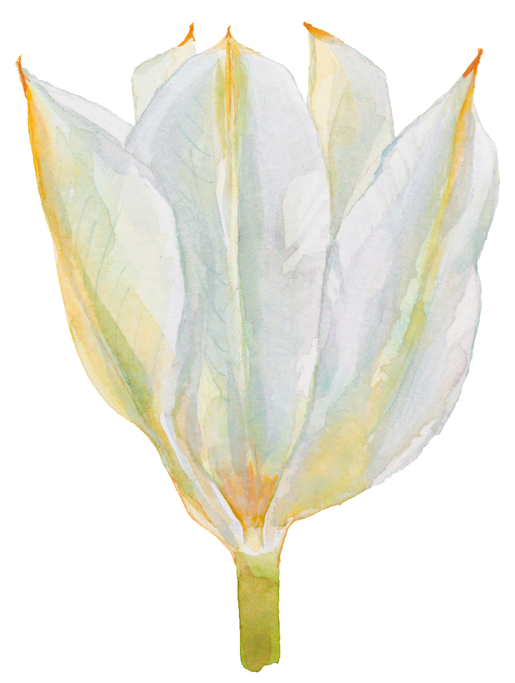 Fragrant Hand Painted Watercolor Flowers Decorative (1024x1359), Png Download