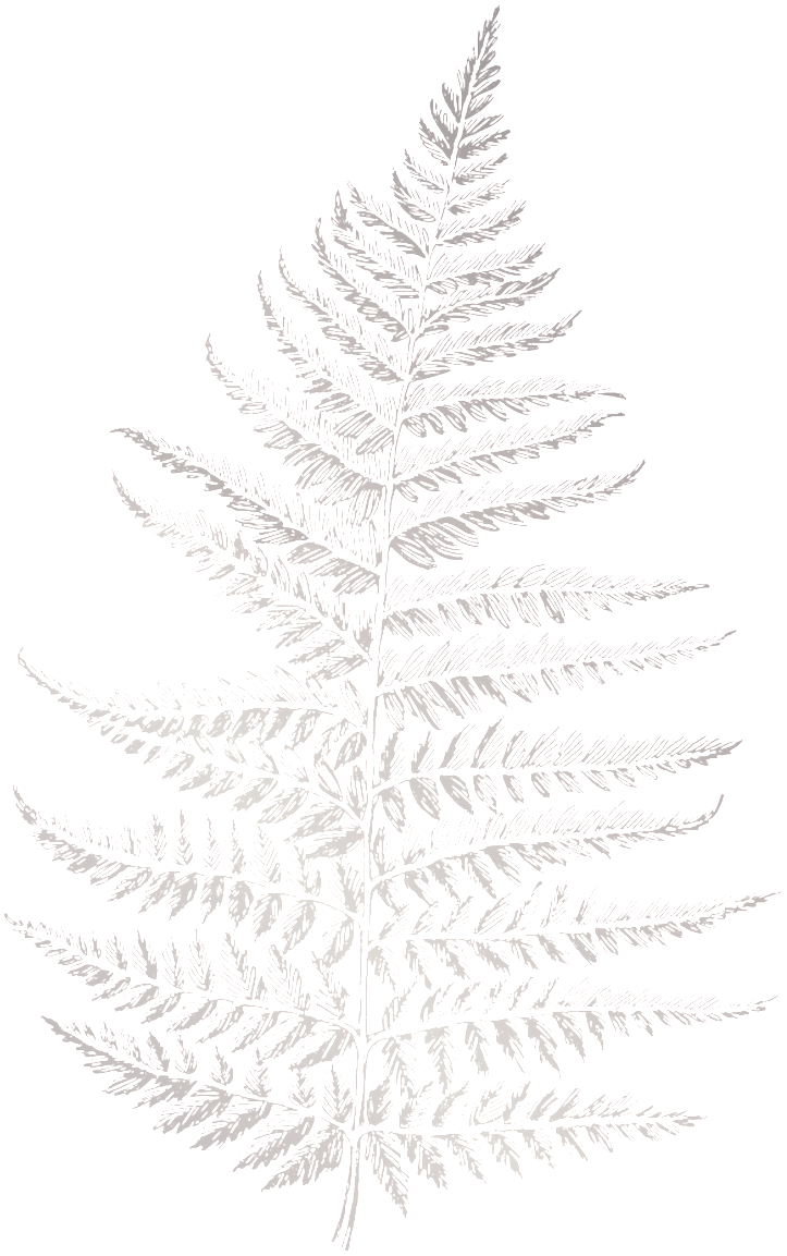 White Pine (1024x1301), Png Download