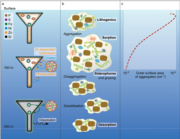 Sinking Particles As Biogeochemical Hubs For Trace - Biogeochemical Cycle Of Trace Metals (420x300), Png Download