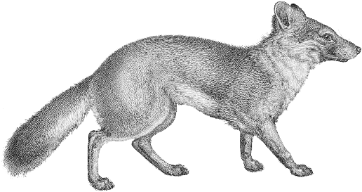 Vulpes Littoralis Transparent Background - Transparent Background (525x285), Png Download