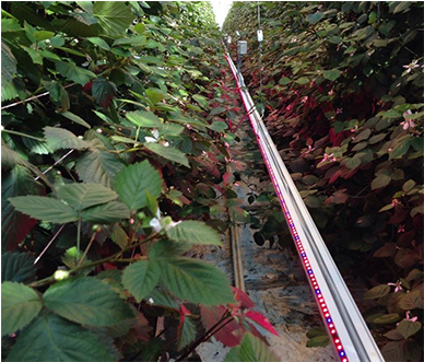 Light-emitting Diode (490x330), Png Download