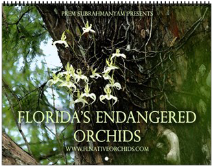 First Up, We Have Our Most Popular Calendar To Date, - Cafepress Florida's Endangered Orchids Wall Calendar (350x350), Png Download