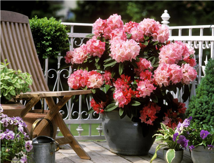 Jungle Geranium - Rhodedendron (800x800), Png Download