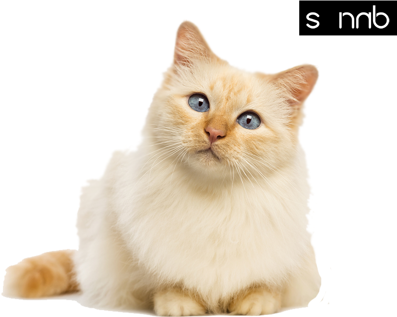 My Favourtie Cats - Cat Sitting Transparent Background (900x673), Png Download