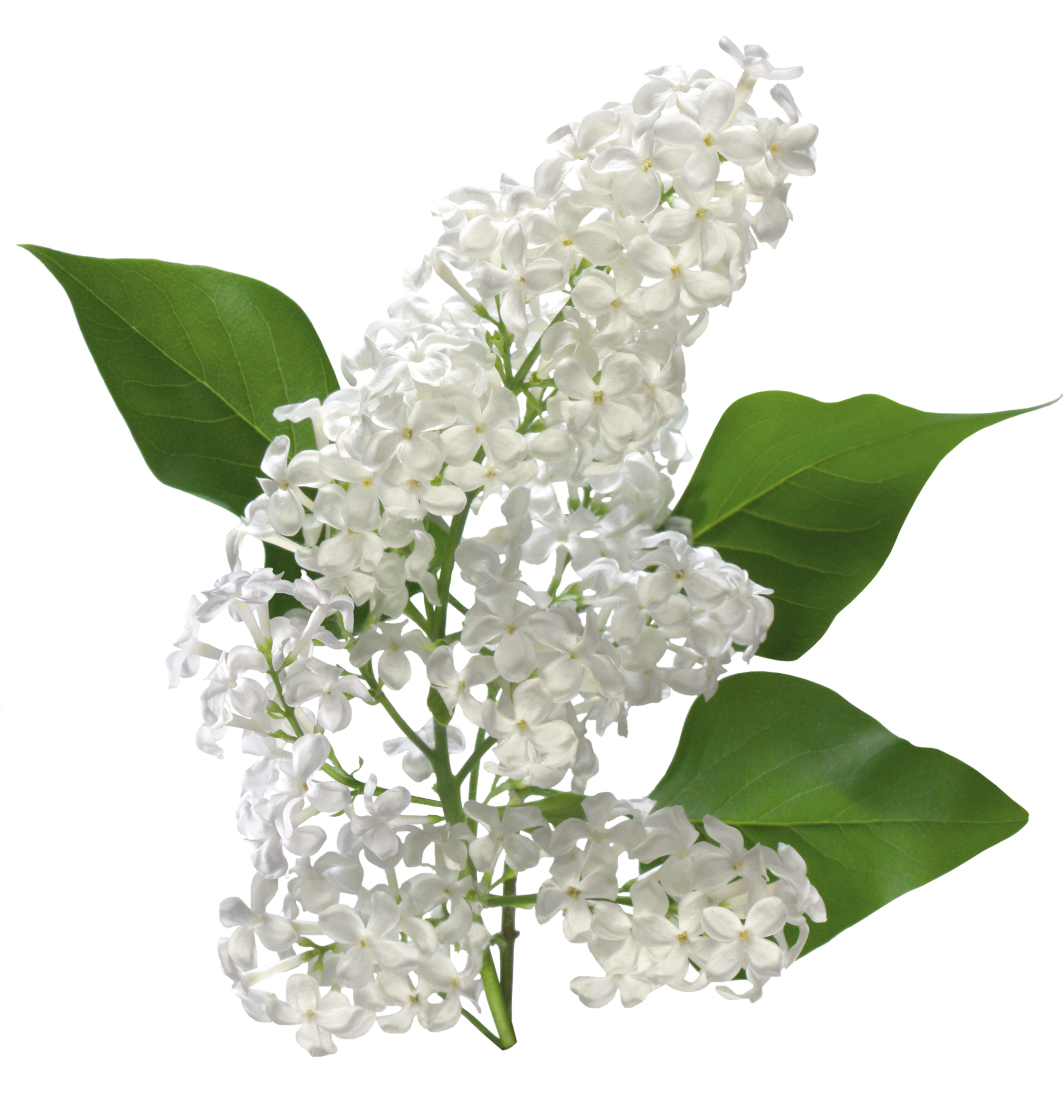 Transparent White Lilac Clipart - Lily Of The Valley Flowers Png (600x632), Png Download