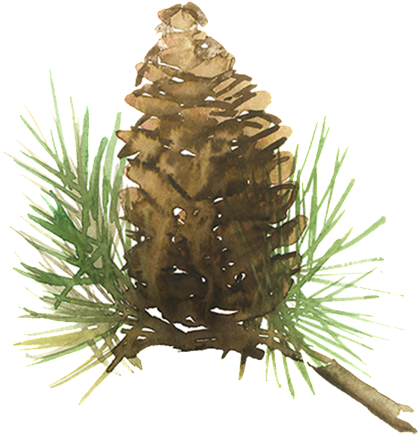 Beautiful Painted Pine Needles Hd Png - Watercolor Pine Cone Png (1024x1024), Png Download