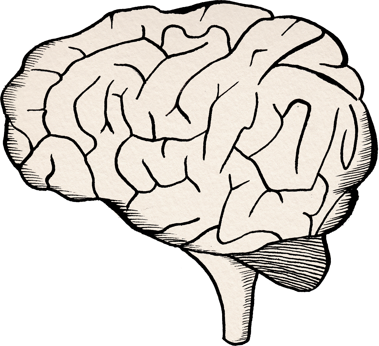 Try To Be Aware Of How The Chemicals In Your Brain - Drawing (1558x1419), Png Download