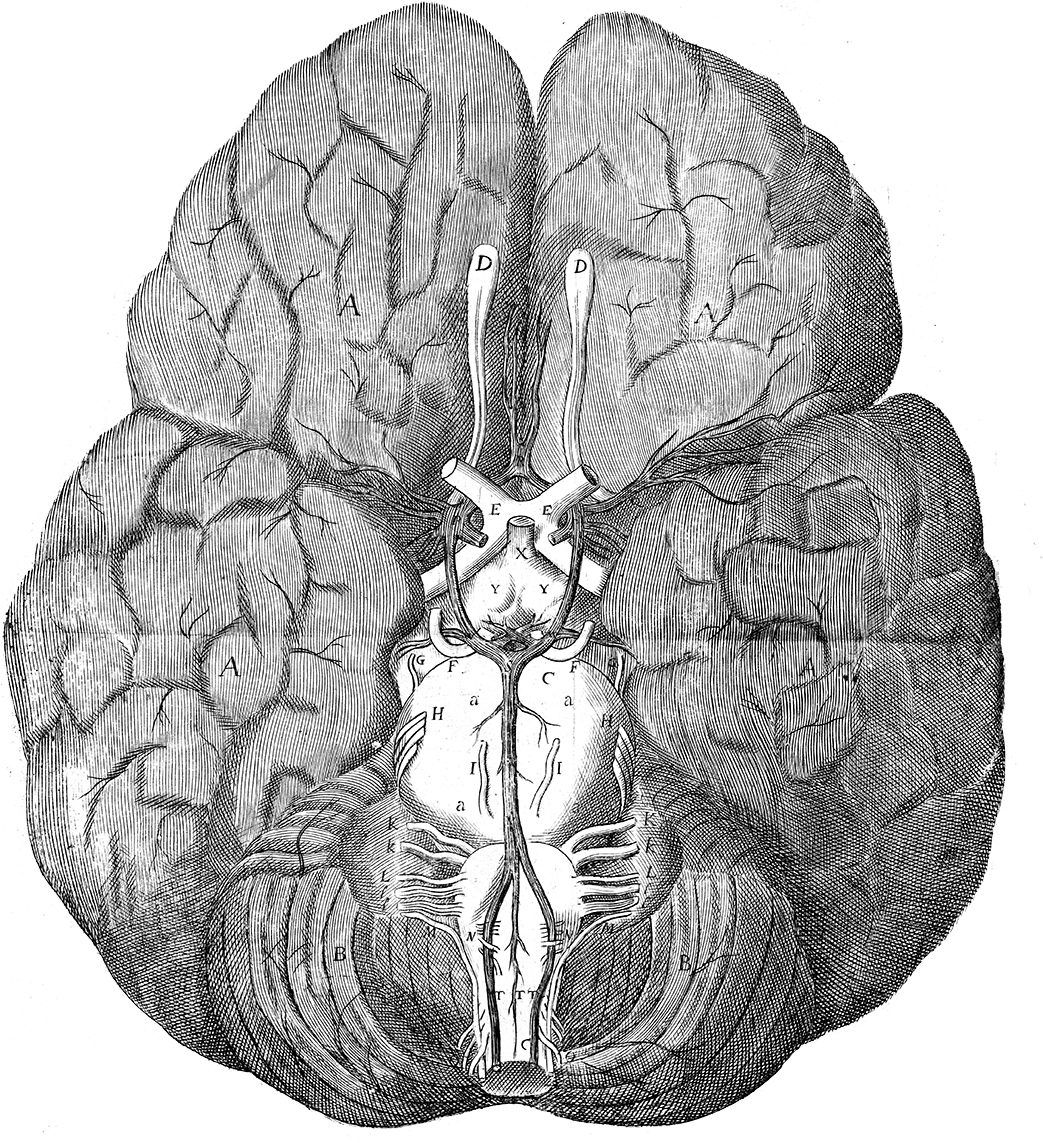 Anatomy Of The Brain - Thomas Willis Brain (1088x1241), Png Download
