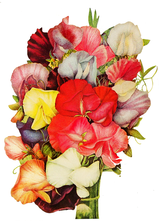 Corner With Pansy Flower - Flower (537x768), Png Download