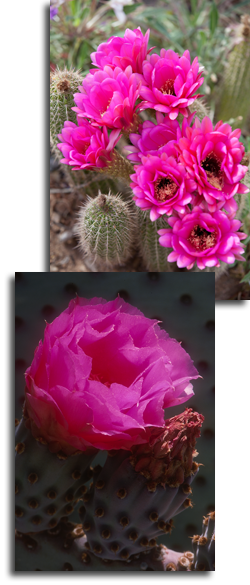 Artificial Flower (250x585), Png Download