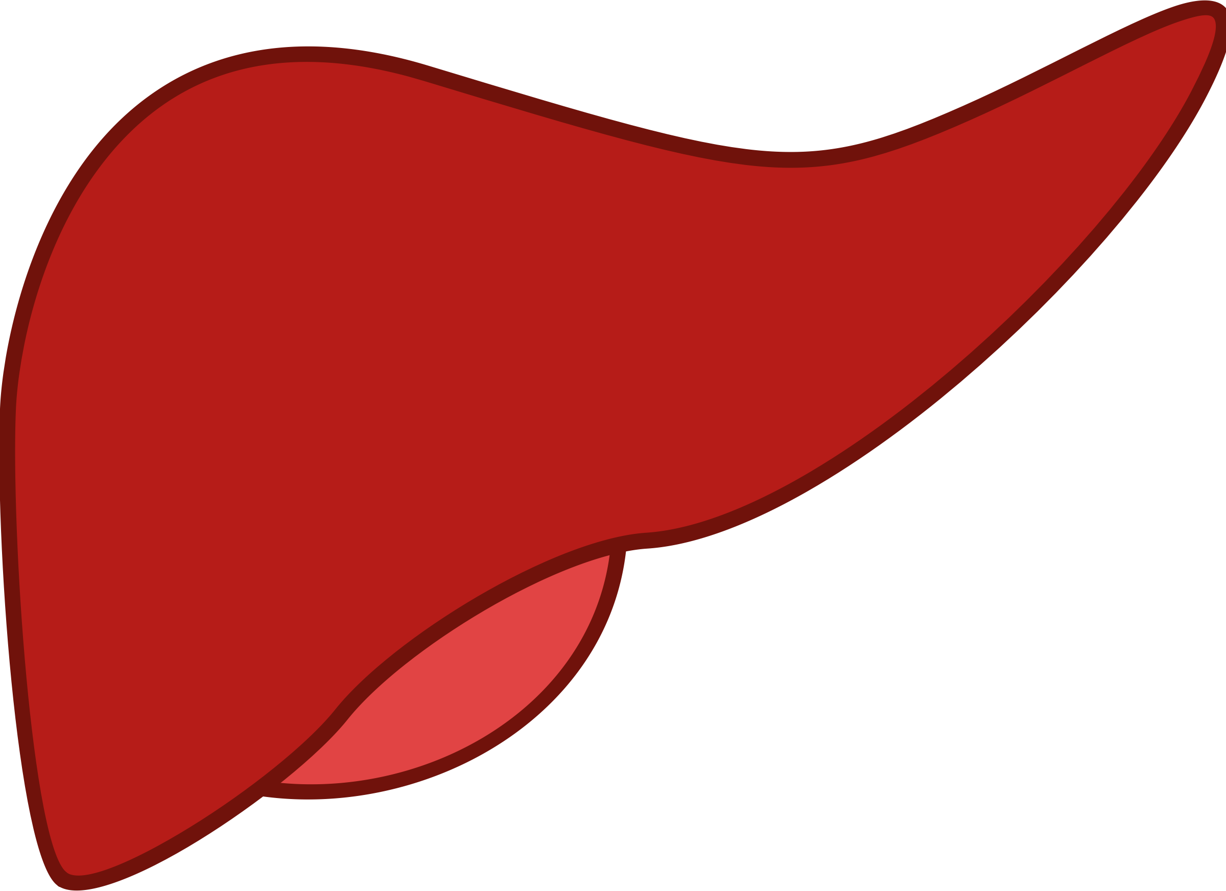 Liver Png (2400x1744), Png Download