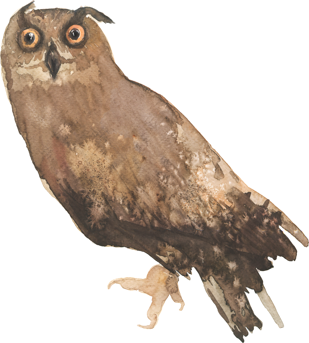 Lively Owl Cartoon Transparent - Clip Art (1024x1137), Png Download