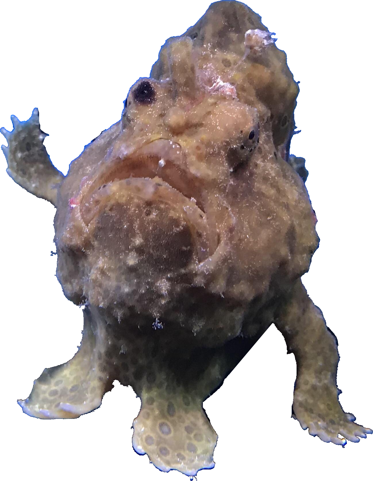 Frog Fish Leaning On Aquarium Wall - Aquarium (1298x1673), Png Download