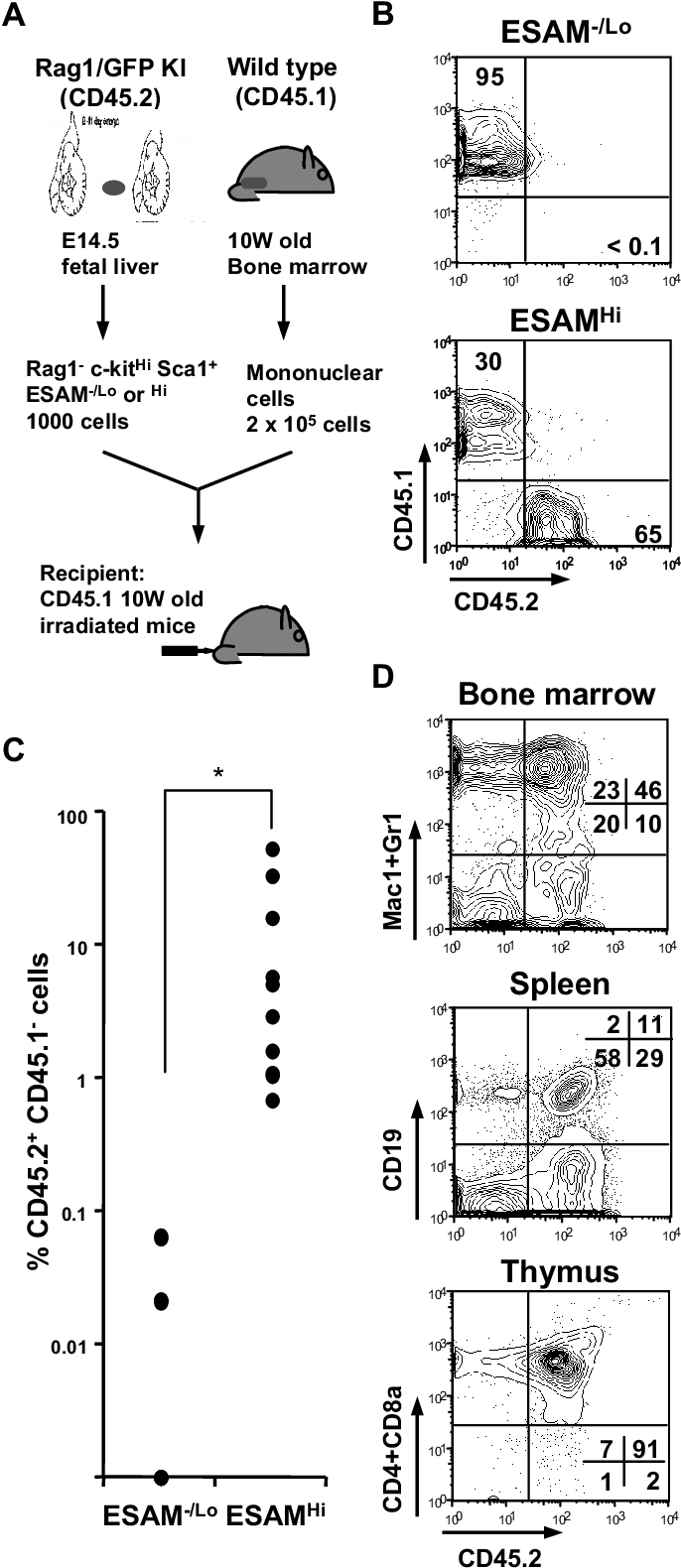 Vector Stock Long Term Hematopoiesis Reconstituting - Drawing (685x1587), Png Download