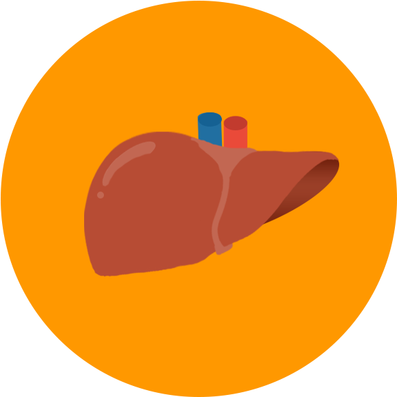 After Reading Through The Liver Donor Information At - Liver Icon Transparent (591x591), Png Download