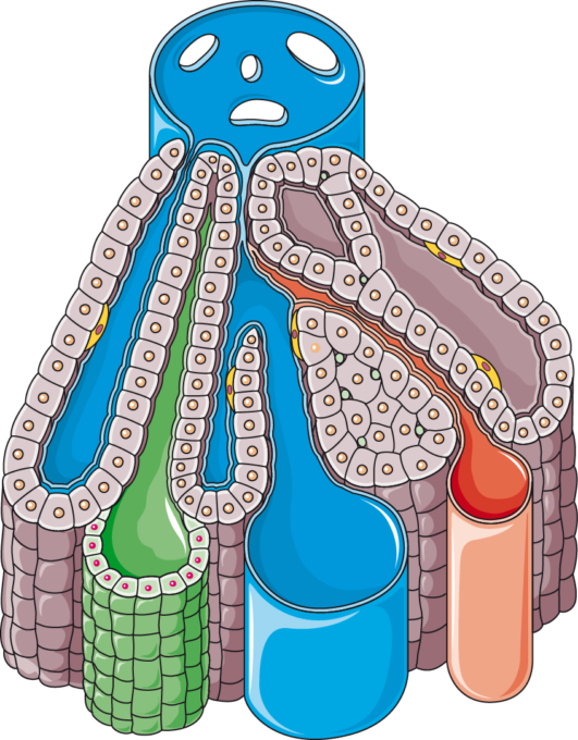 Liver Lobule (531x680), Png Download