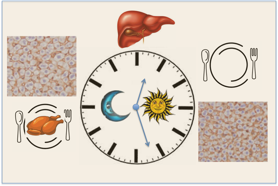 A Diagram Showing The Different Expression Of Proteins - Healing Liver And Gallbladder Disease Naturally [book] (1108x741), Png Download