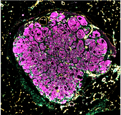 Engineered Human Liver Tissue “seeds” Blossom After - Liver (800x400), Png Download