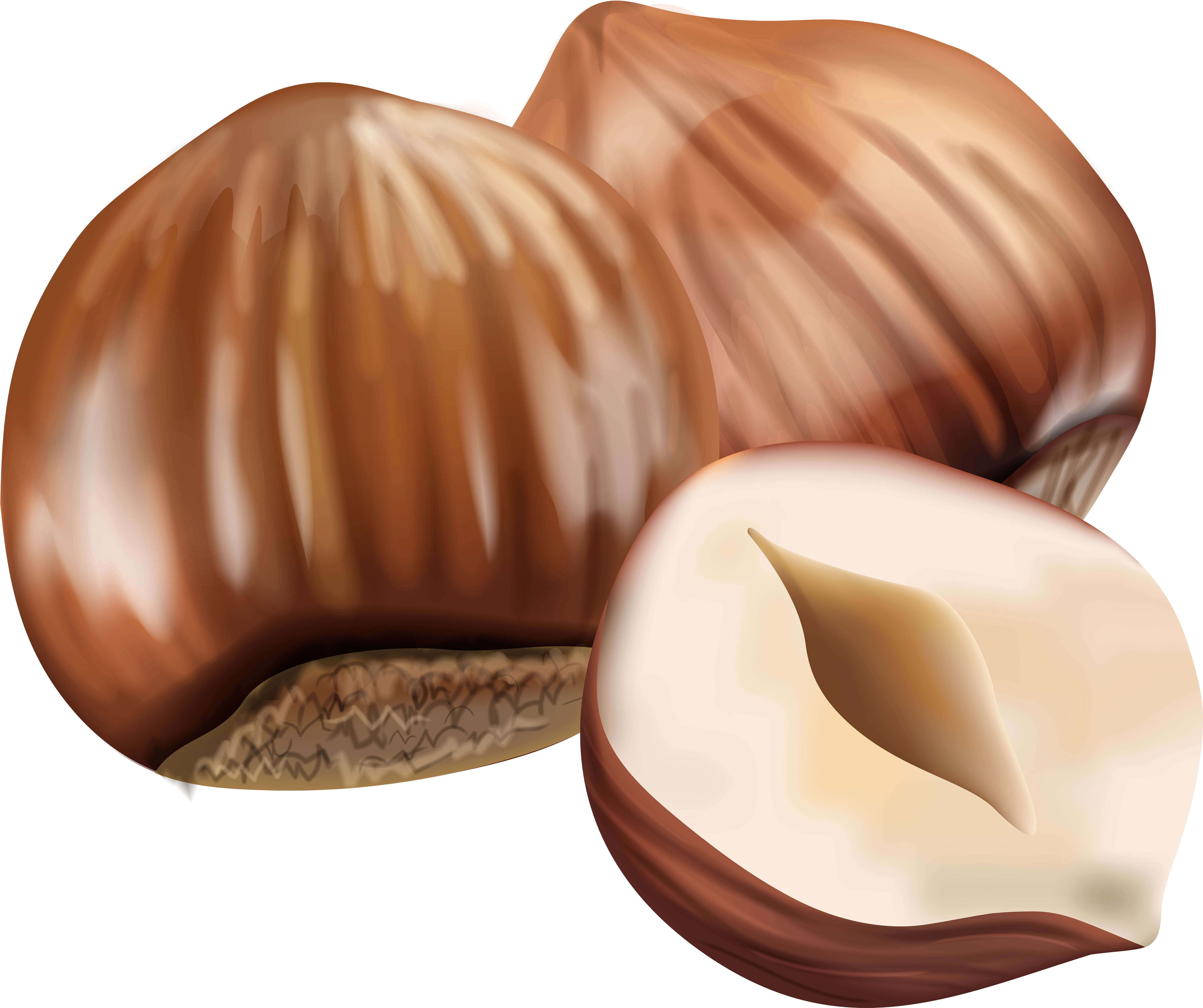 Hazelnut Transparent Hazelnut Png (6000x5032), Png Download