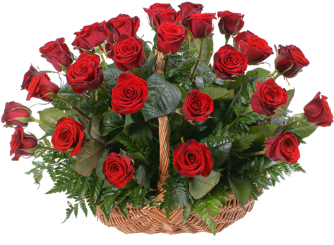 72 - Happy Sunday With Rose (500x370), Png Download