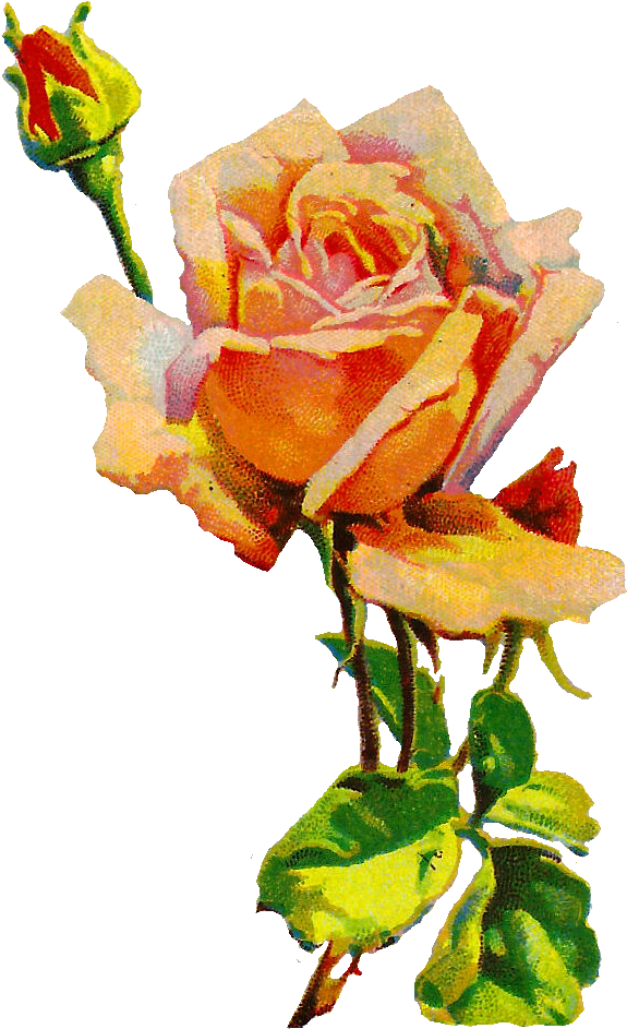 Digital Rose Download - Botanical Illustration (674x1014), Png Download