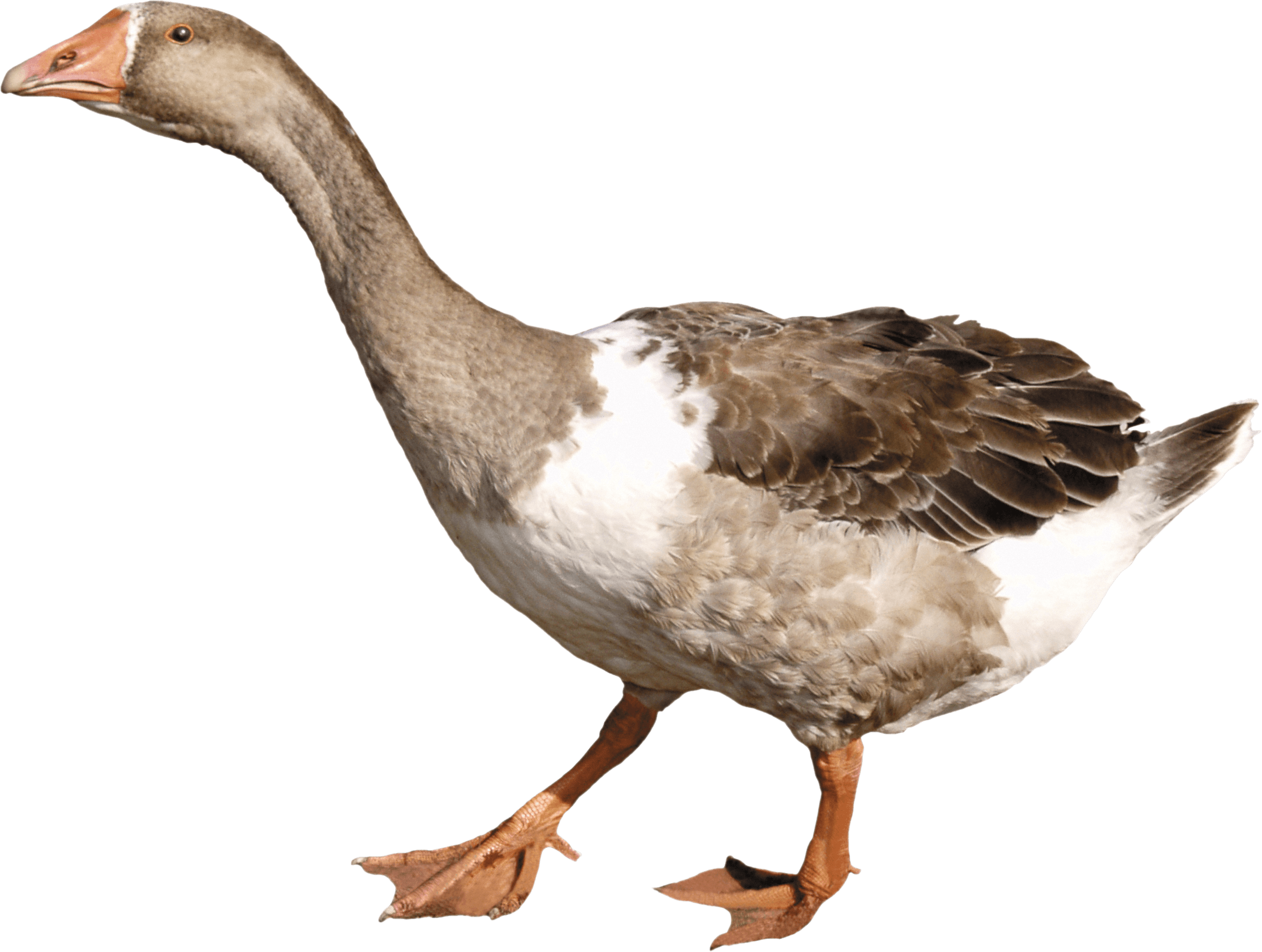 Download - Goose Png (2490x1880), Png Download