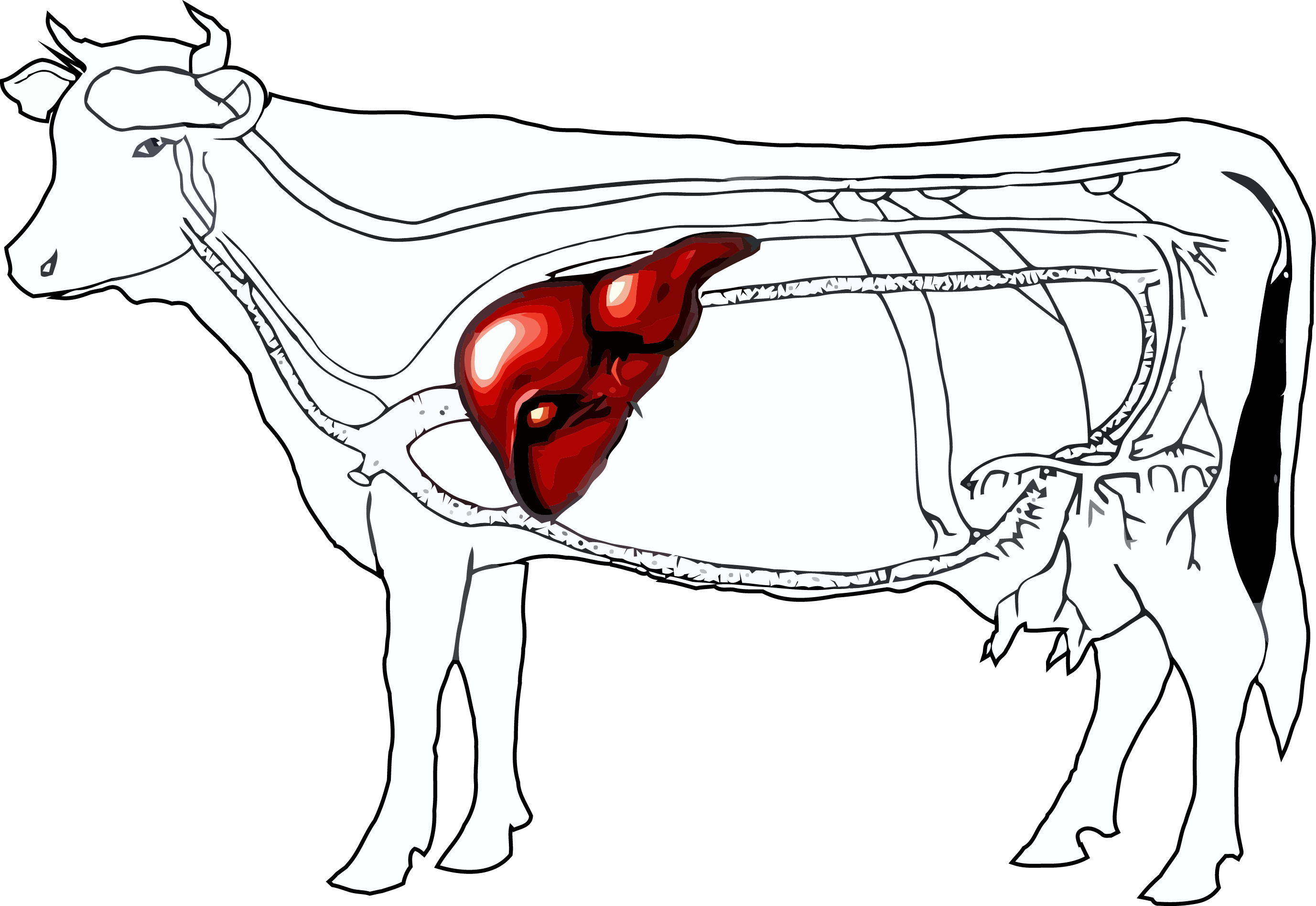 Cattle And Onions Horse Livestock Transprent - Cow Liver (2754x1895), Png Download