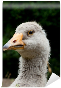 Domestic Goose (400x400), Png Download