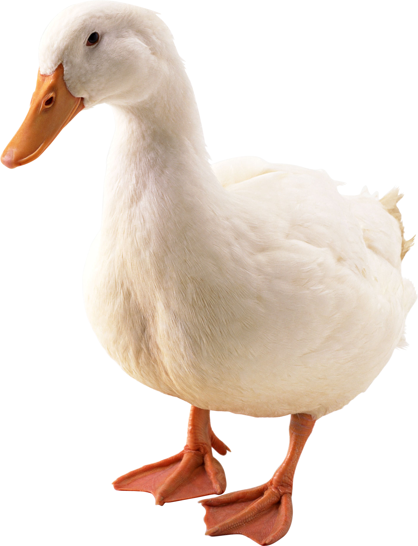 Pato Png (1423x1859), Png Download