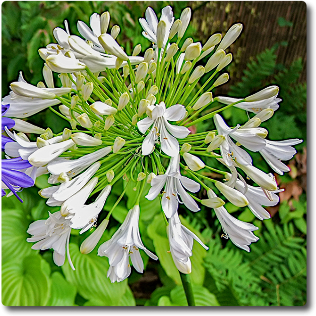 Agapanthus Starburst White - Agapanthus (650x650), Png Download