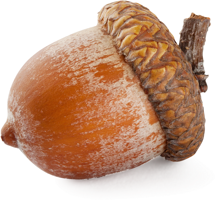 Acorn Png Image - Nut Png (750x702), Png Download